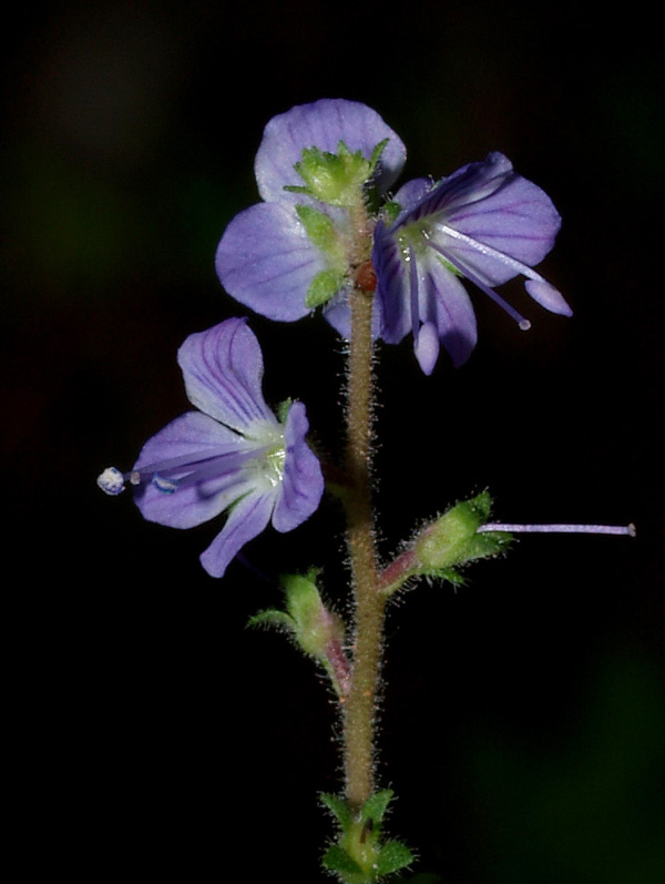 Veronica officinalis