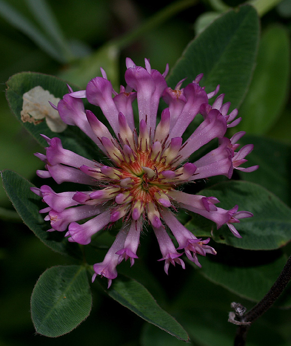 Trifolium pratense / Trifoglio dei prati
