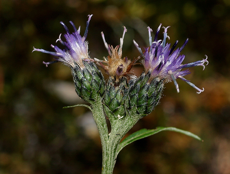 Saussurea alpina
