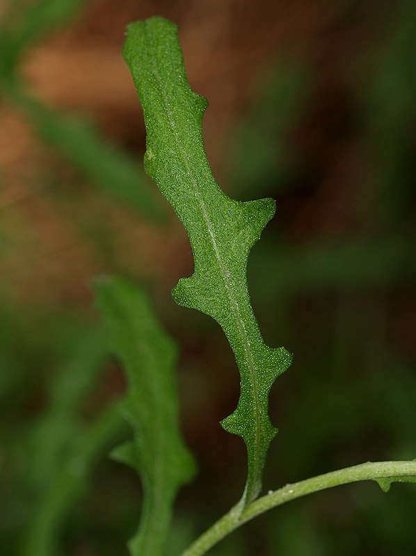Centaurea aplolepa subsp. ligustica e intruso (foto 2-3)