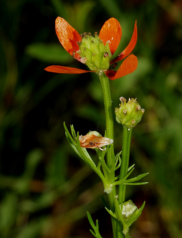 Adonis flammea e A. aestivalis