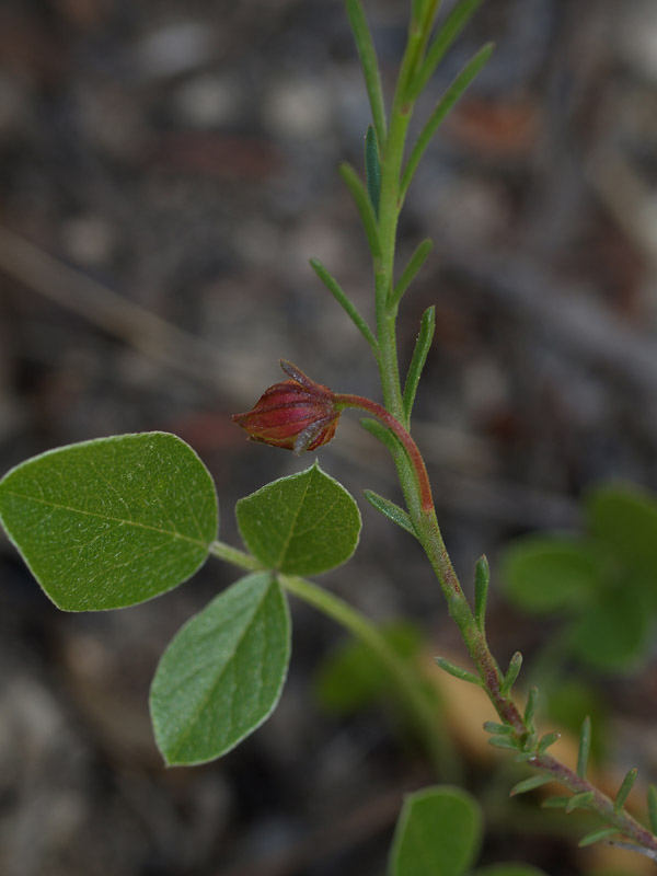Fumana ericifolia e Fumana cfr. thymifolia