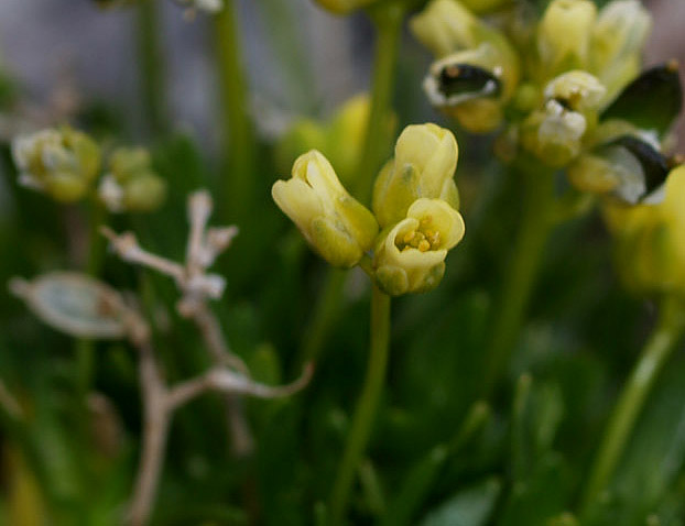 Draba dolomitica / Draba delle Dolomiti