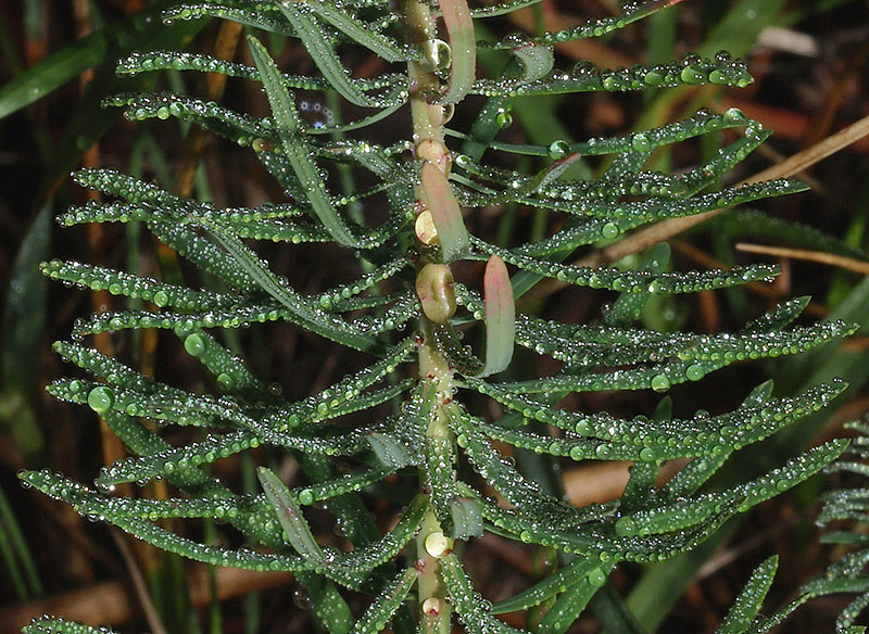 Euphorbia cyparissias