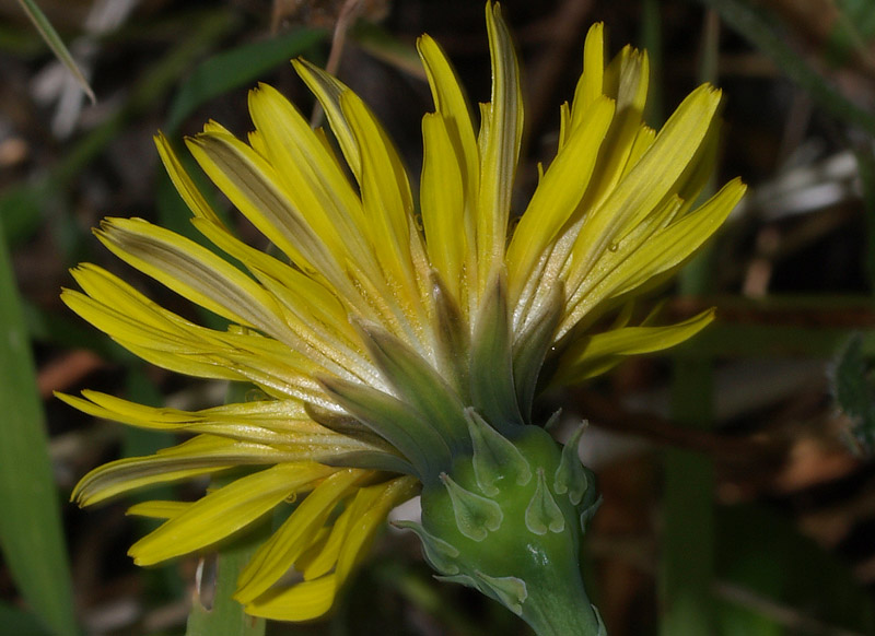 Reichardia picroides / Grattalingua comune