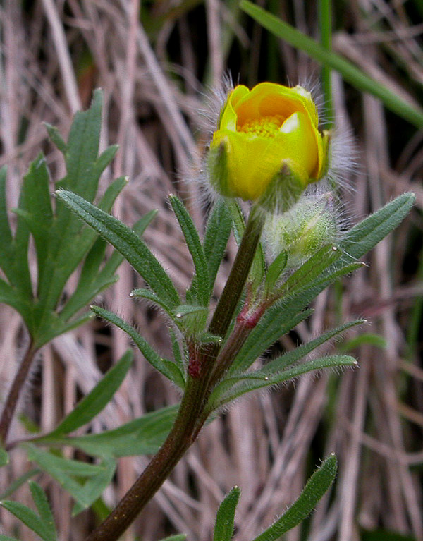Ranunculus 1