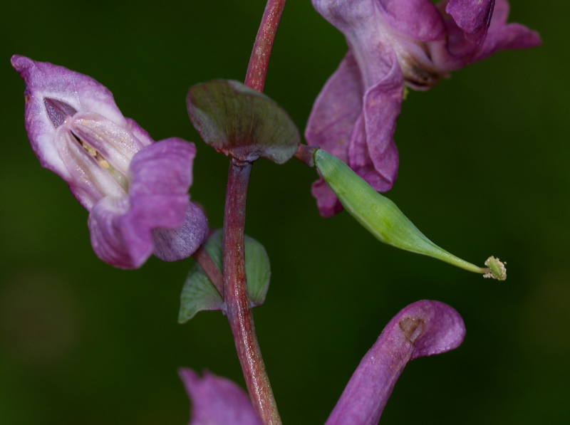 Corydalis cava / Colombina cava