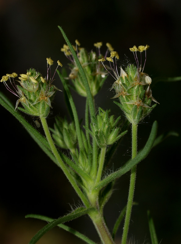 Plantago afra