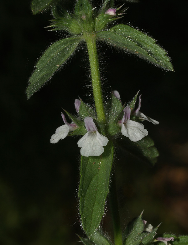 Sideritis romana