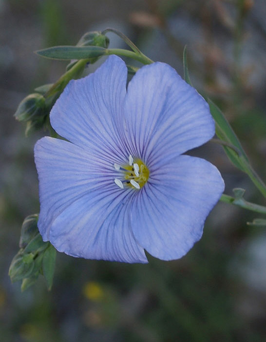 Linum austriacum  subsp. collinum / Lino collinare