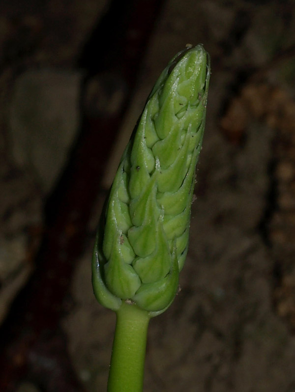 Locomelos narbonensis