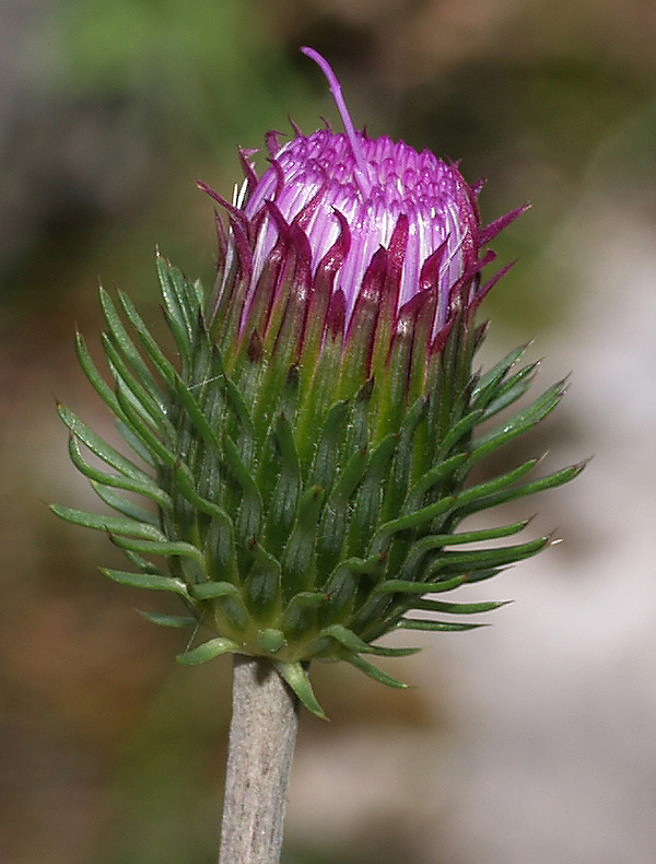 Carduus defloratus  subsp. defloratus / Cardo dentellato