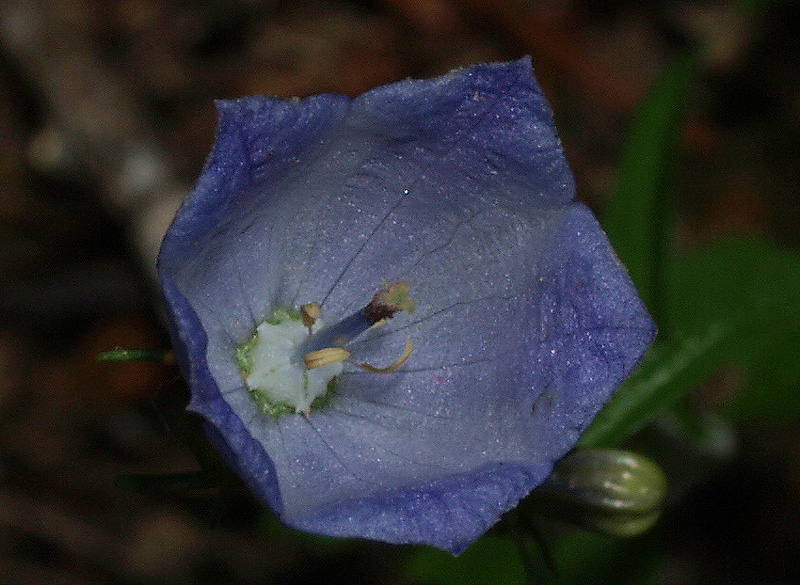 Campanula cochlearifolia