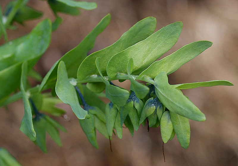 Cerinthe alpina (=C.glabra) / Erba vajola alpina