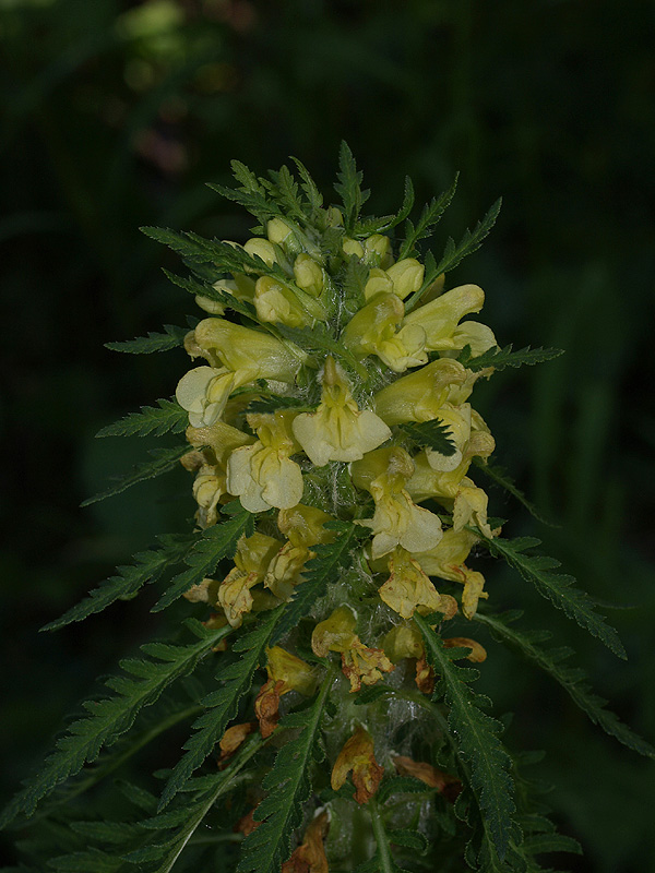 Pedicularis hacquetii / Pedicolare di Hacquet