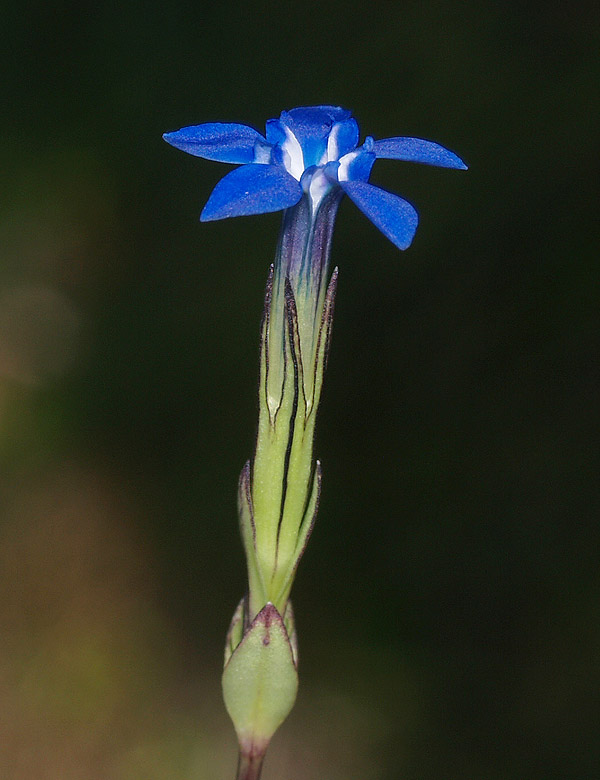Gentiana nivalis / Genziana nivale
