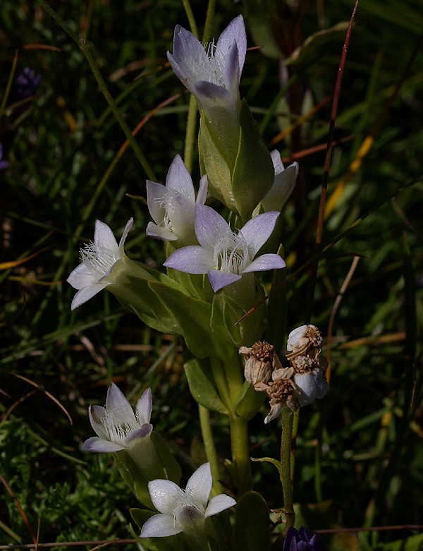 Gentianella anisodonta