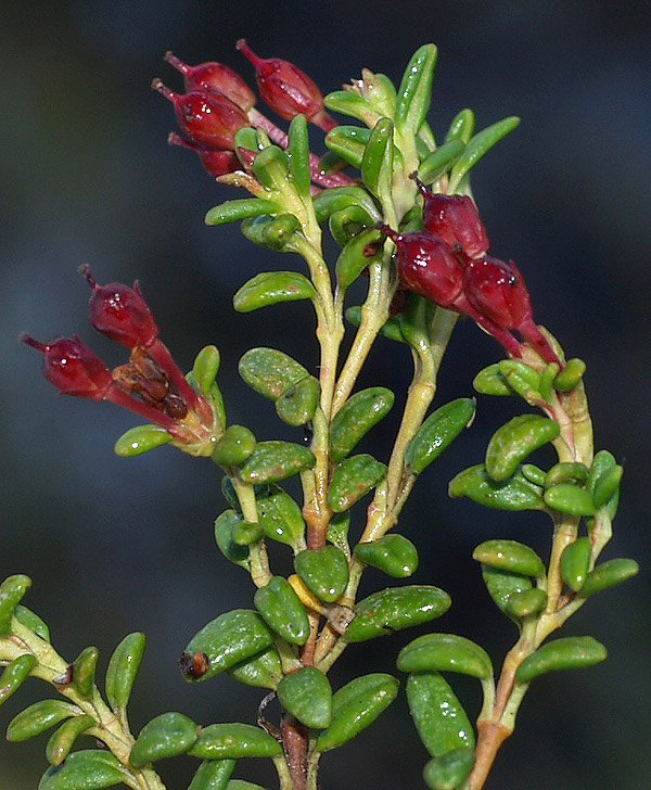 Kalmia procumbens (= Loiseleuria procumbens) / Azalea delle alpi