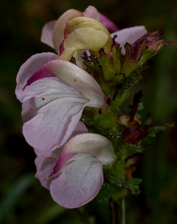 Pedicularis rostratocapitata / Pediculare a spiga breve
