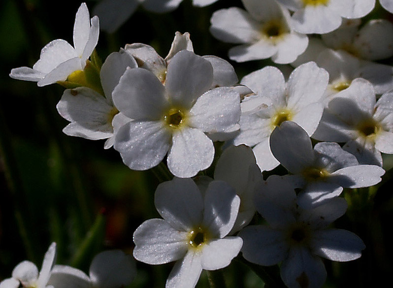 Androsace obtusifolia / Androsace gelsomino
