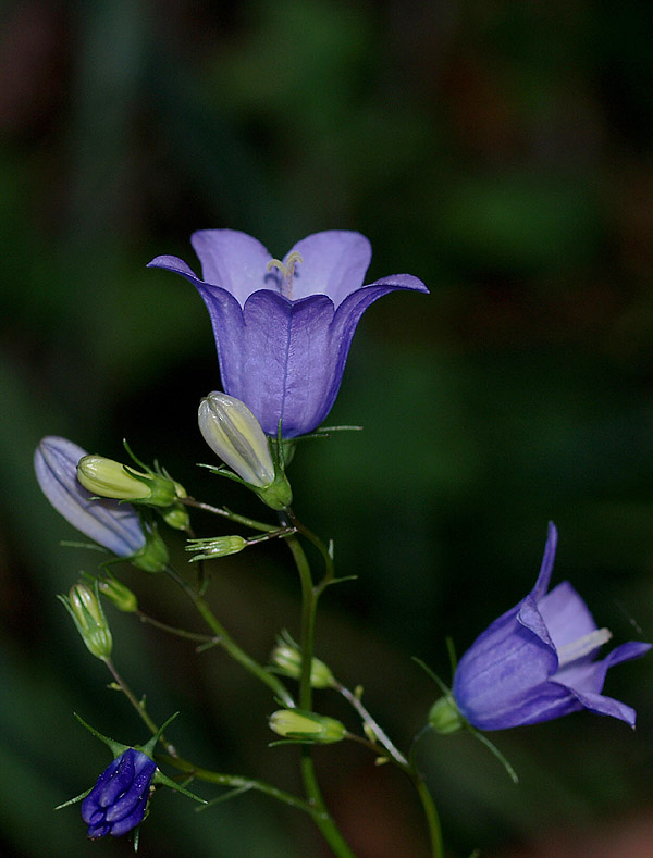 Campanula