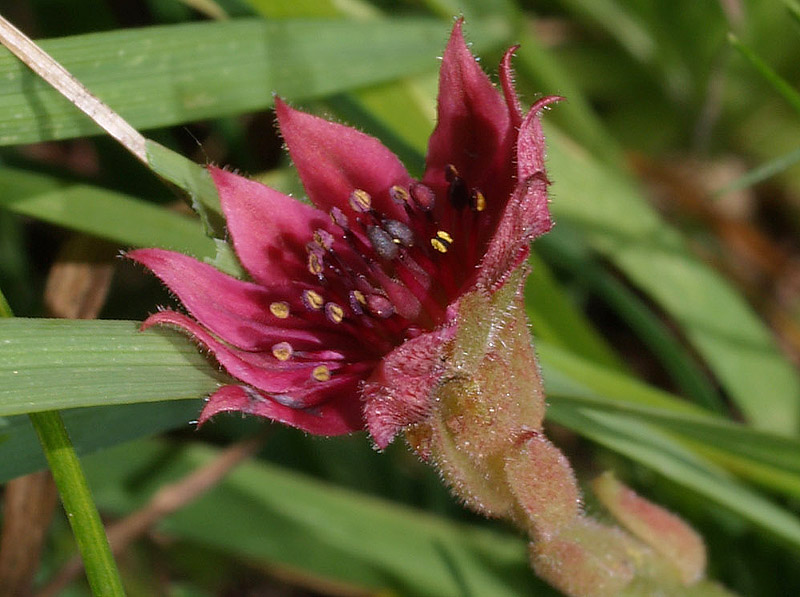 Sempervivum arachnoideum