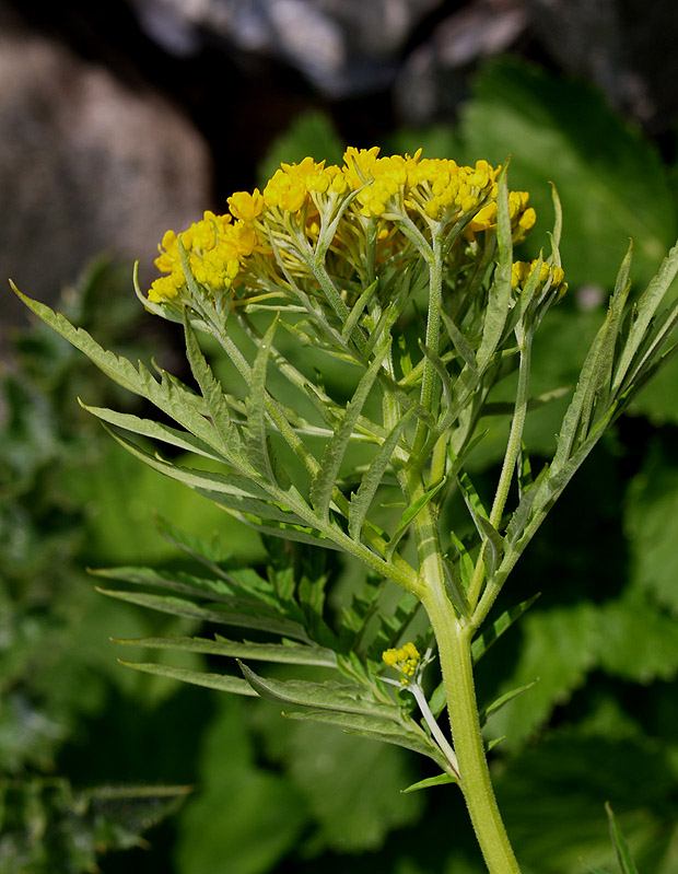Hugueninia tanacetifolia