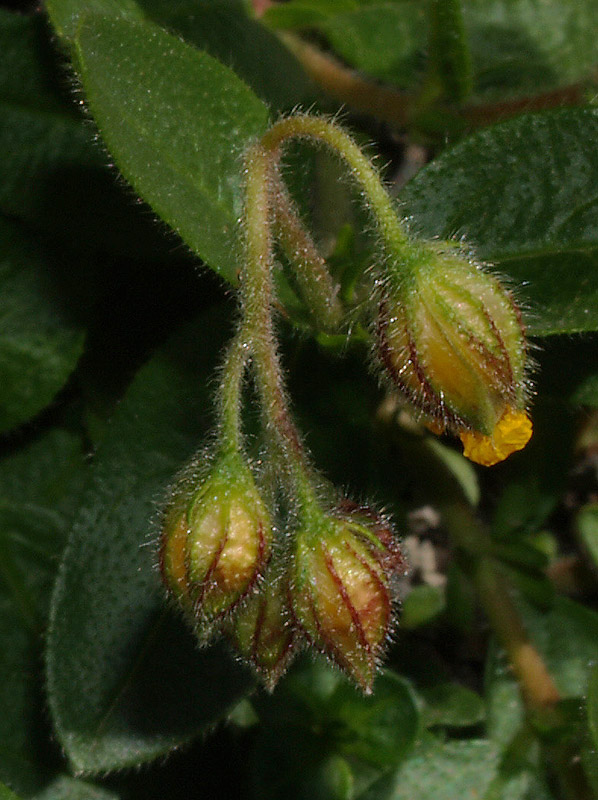 Helianthemum nummularium subsp. grandiflorum