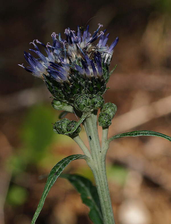 Saussurea alpina
