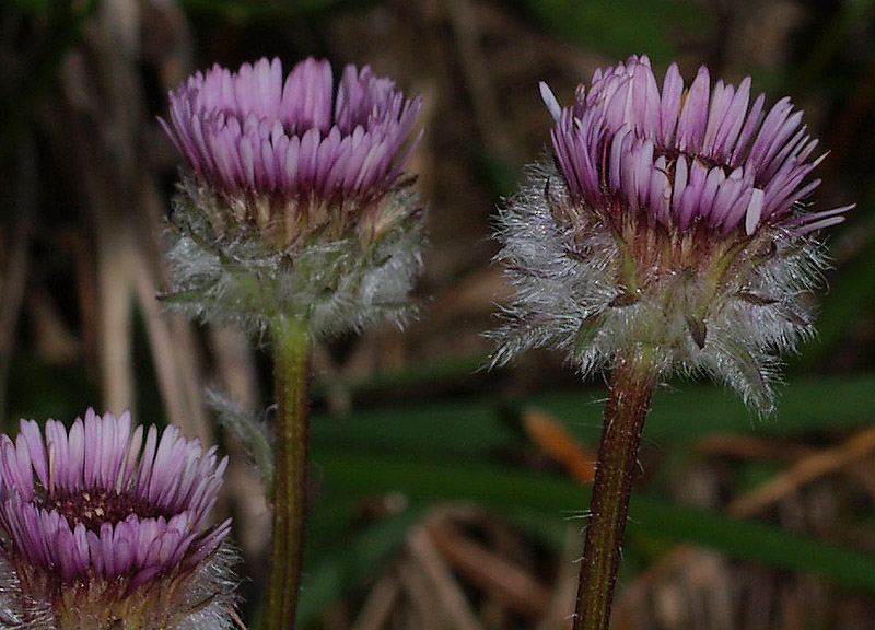 Erigeron uniflorus / Cespica uniflora