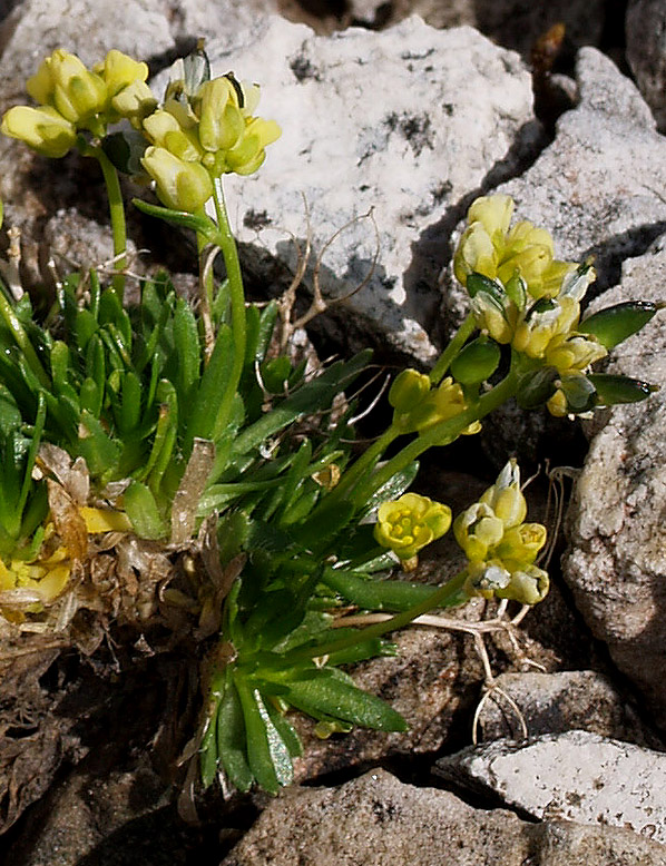 Draba dolomitica / Draba delle Dolomiti