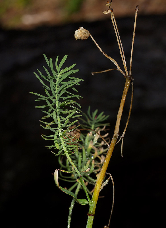 Euphorbia cyparissias