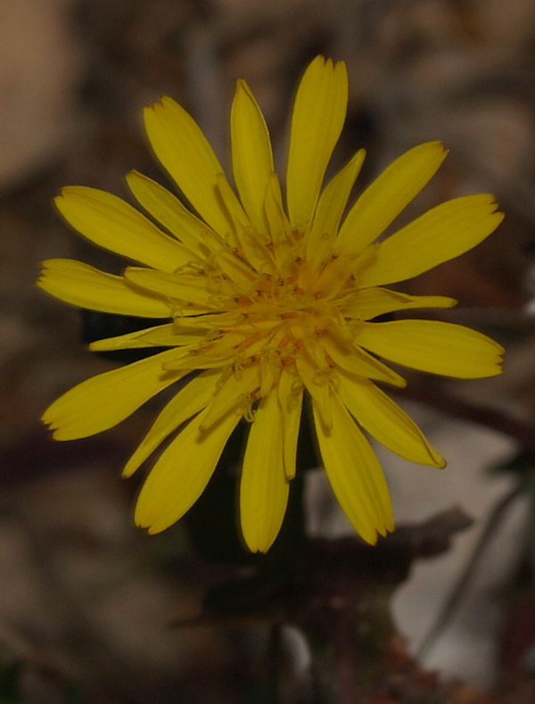 Asteracea