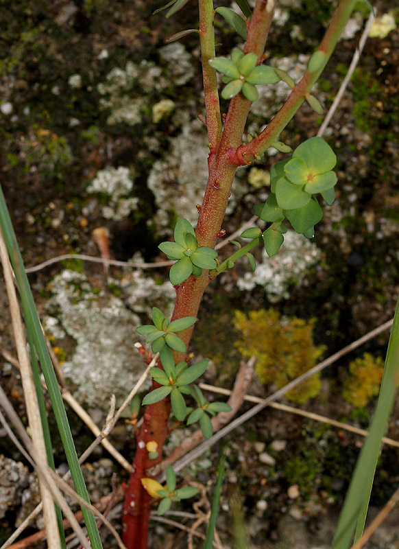 Euphorbia amygdaloides
