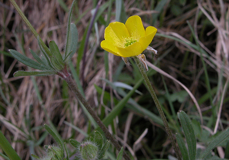 Ranunculus 1