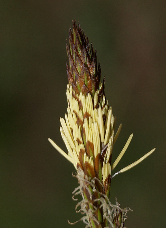 Carex