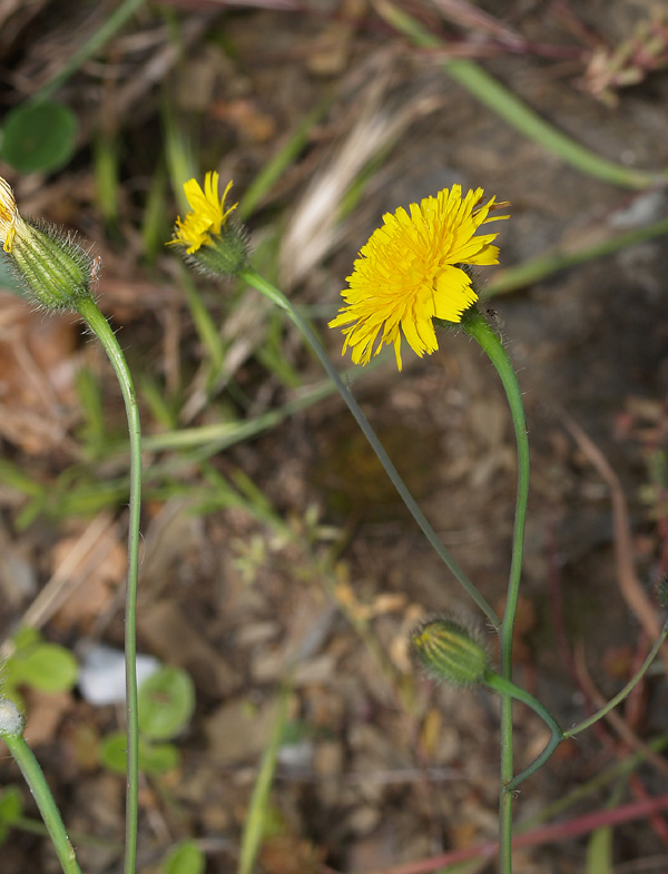 Hypochaeris achyrophorus / Costolina annuale