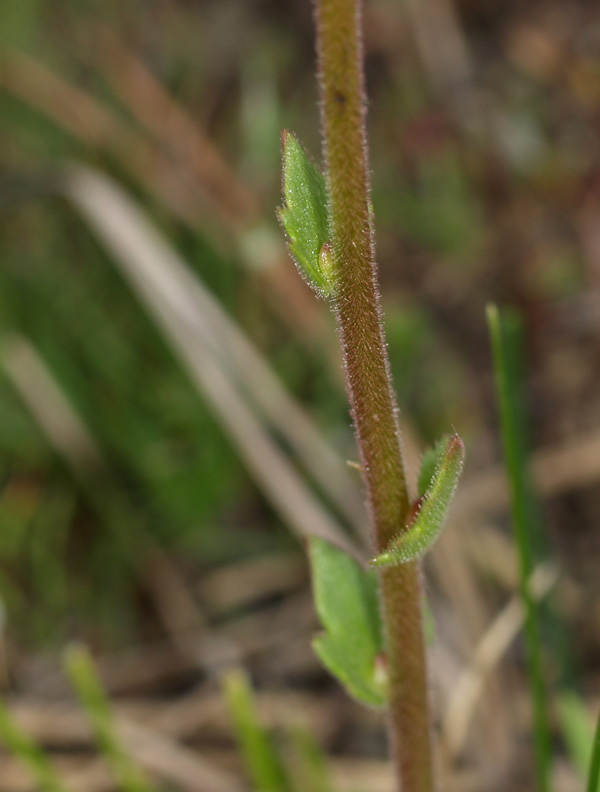 Saxifraga bulbifera / Sassifraga bulbifera