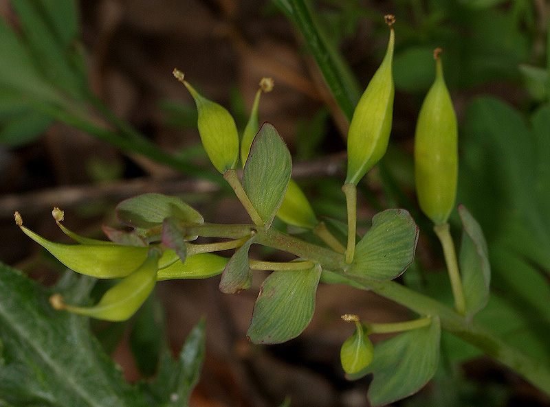 Corydalis cava / Colombina cava