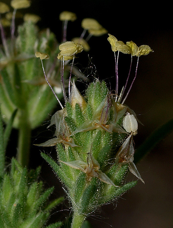 Plantago afra