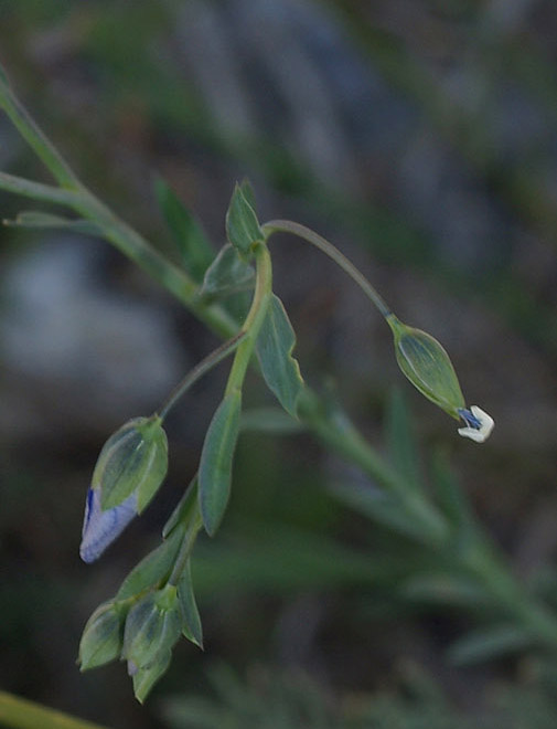 Linum austriacum  subsp. collinum / Lino collinare