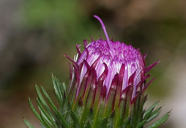 Carduus defloratus  subsp. defloratus / Cardo dentellato