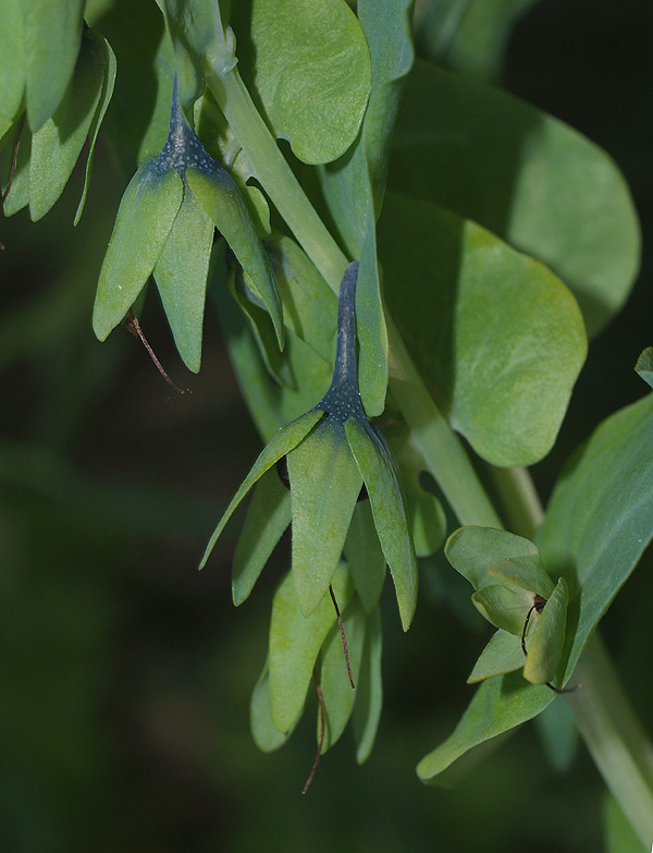 Cerinthe alpina (=C.glabra) / Erba vajola alpina