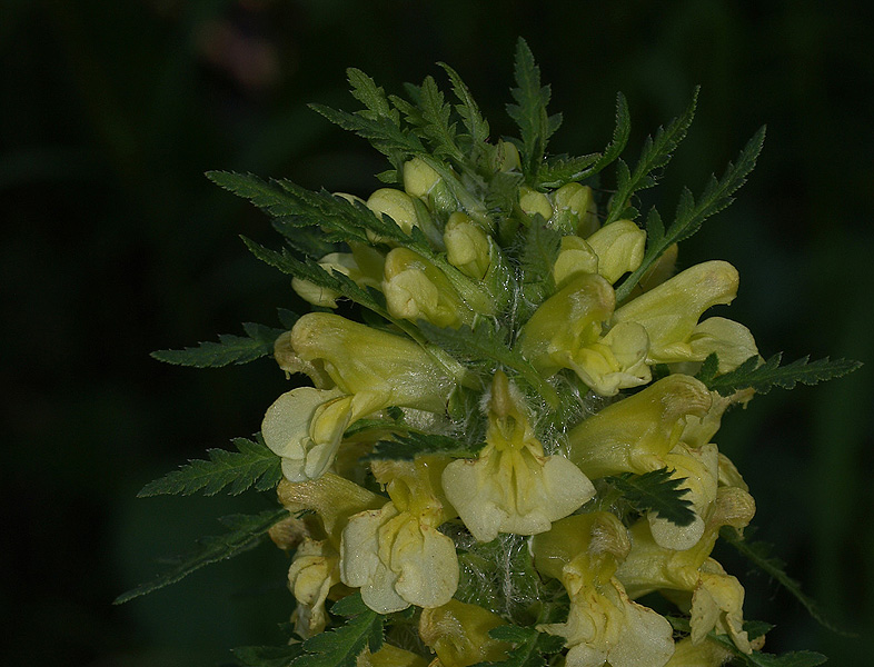 Pedicularis hacquetii / Pedicolare di Hacquet