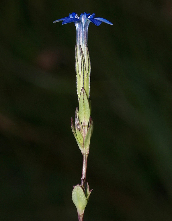 Gentiana nivalis / Genziana nivale