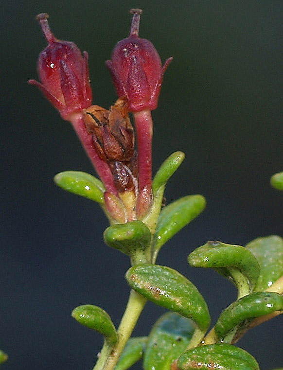 Kalmia procumbens (= Loiseleuria procumbens) / Azalea delle alpi