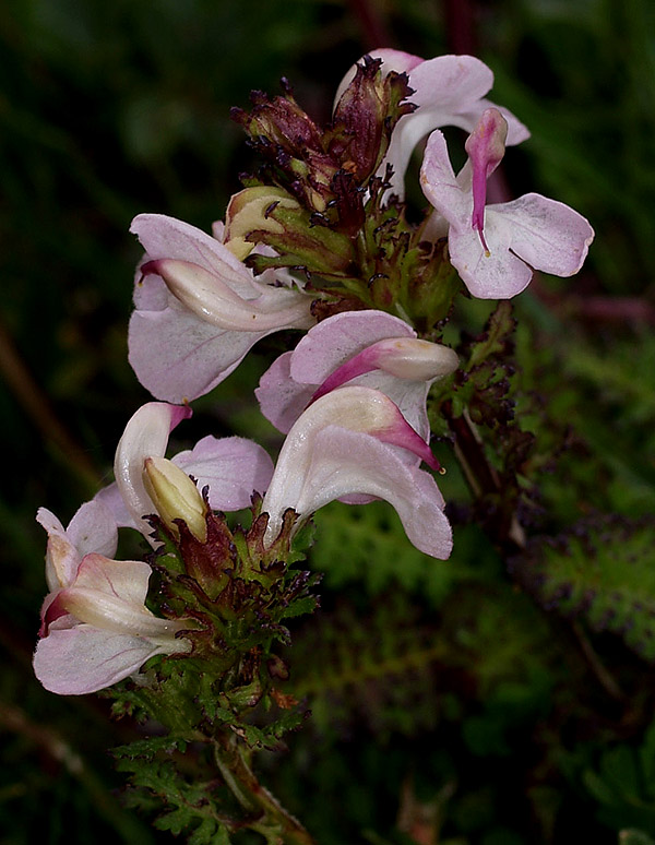 Pedicularis rostratocapitata / Pediculare a spiga breve