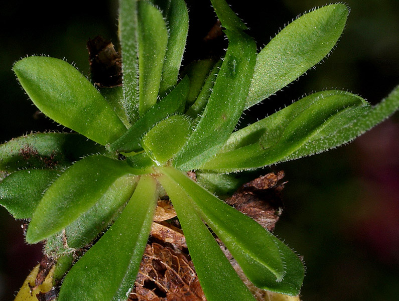 Androsace obtusifolia / Androsace gelsomino