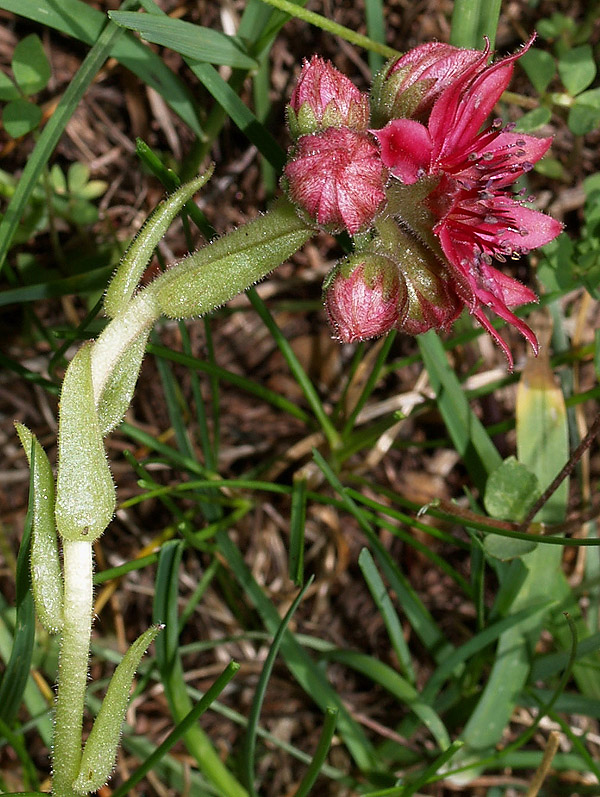 Sempervivum arachnoideum