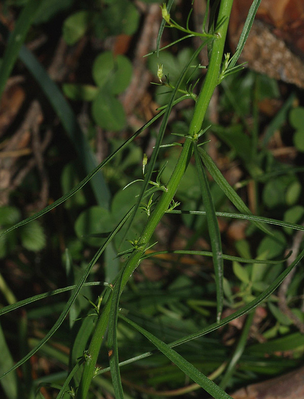 Campanula